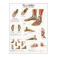 Grafico anatomico: piede e caviglie Grafico anatomico: piede e caviglie